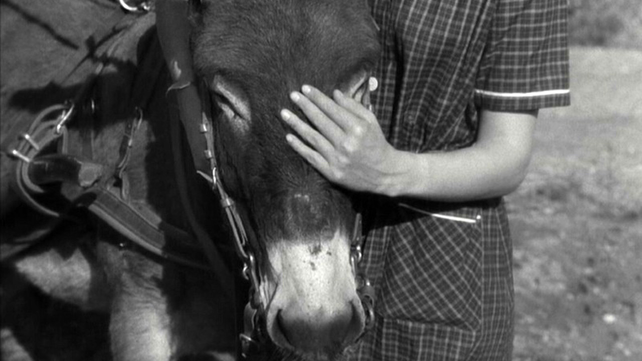 Mouchette e Au hasard Balthazar tornano in sala in versione restaurata