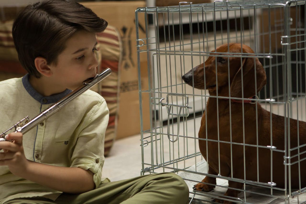 Wiener-Dog: il trailer del nuovo film di Todd Solondz con Danny DeVito e Greta Gerwig