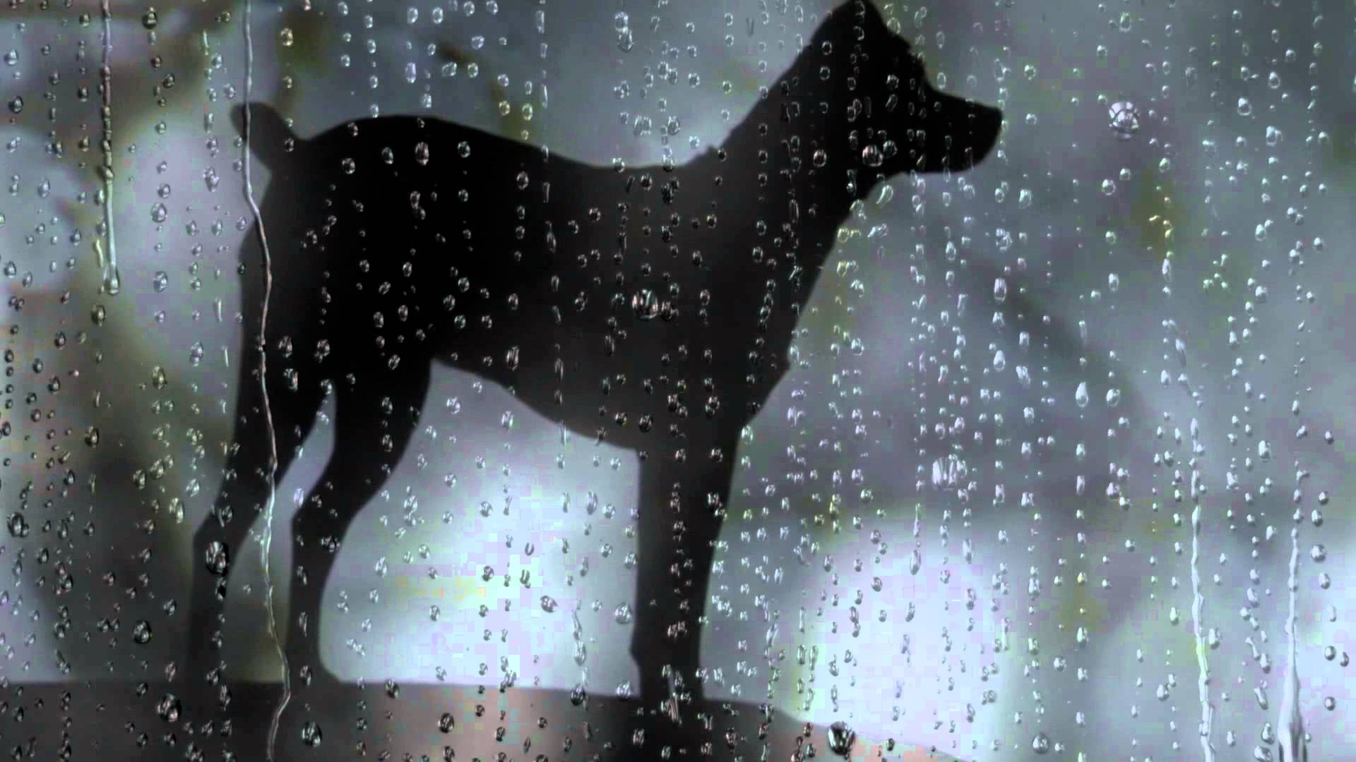 Laurie Anderson al cinema con il suo Heart of a Dog