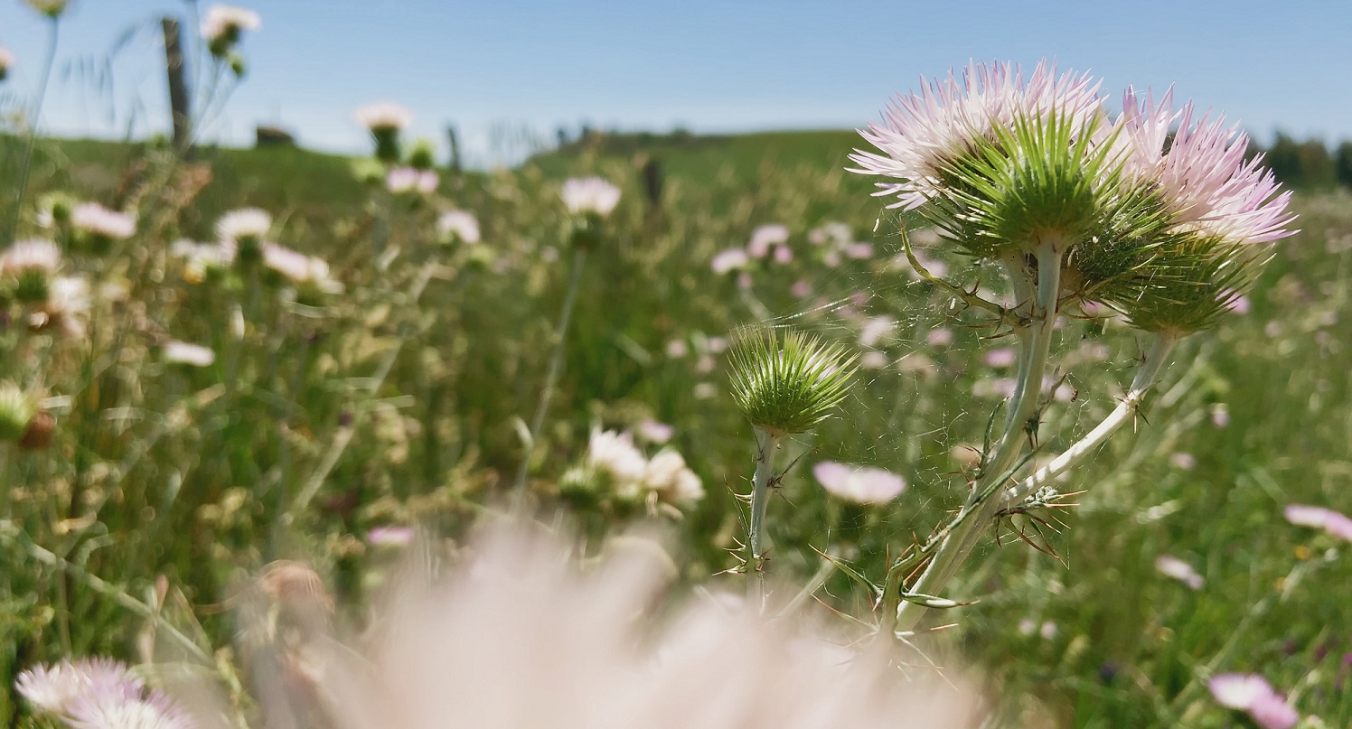 Venezia 77: si aggiunge Fiori, Fiori, Fiori di Luca Guadagnino, cortometraggio girato in Sicilia durante il lockdown