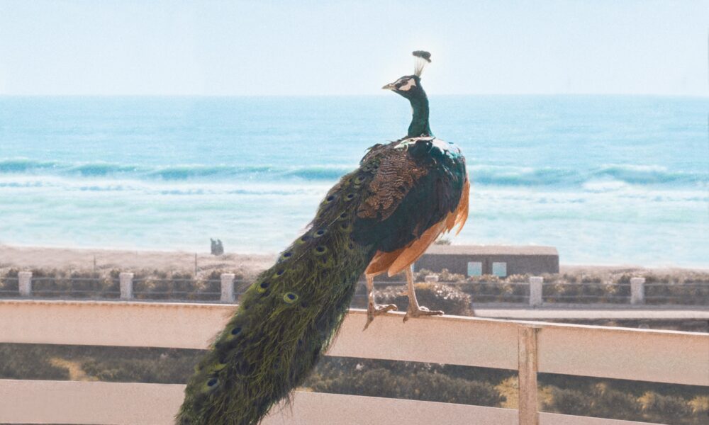 Il paradiso del pavone: terminate le riprese del nuovo film di Laura Bispuri