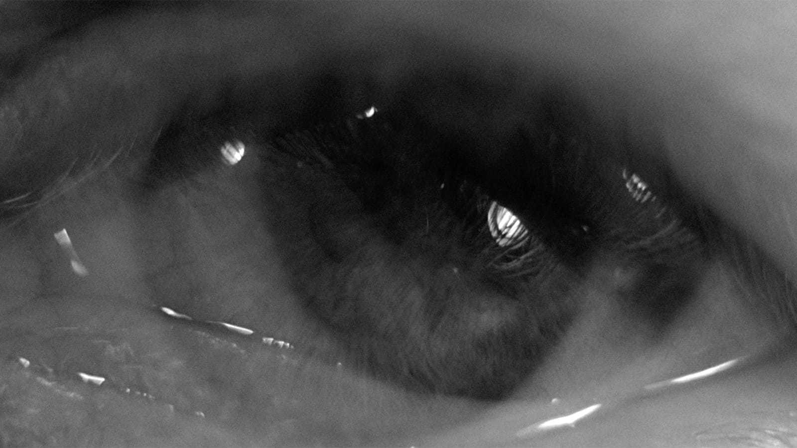 Guida streaming al cinema di Ingmar Bergman