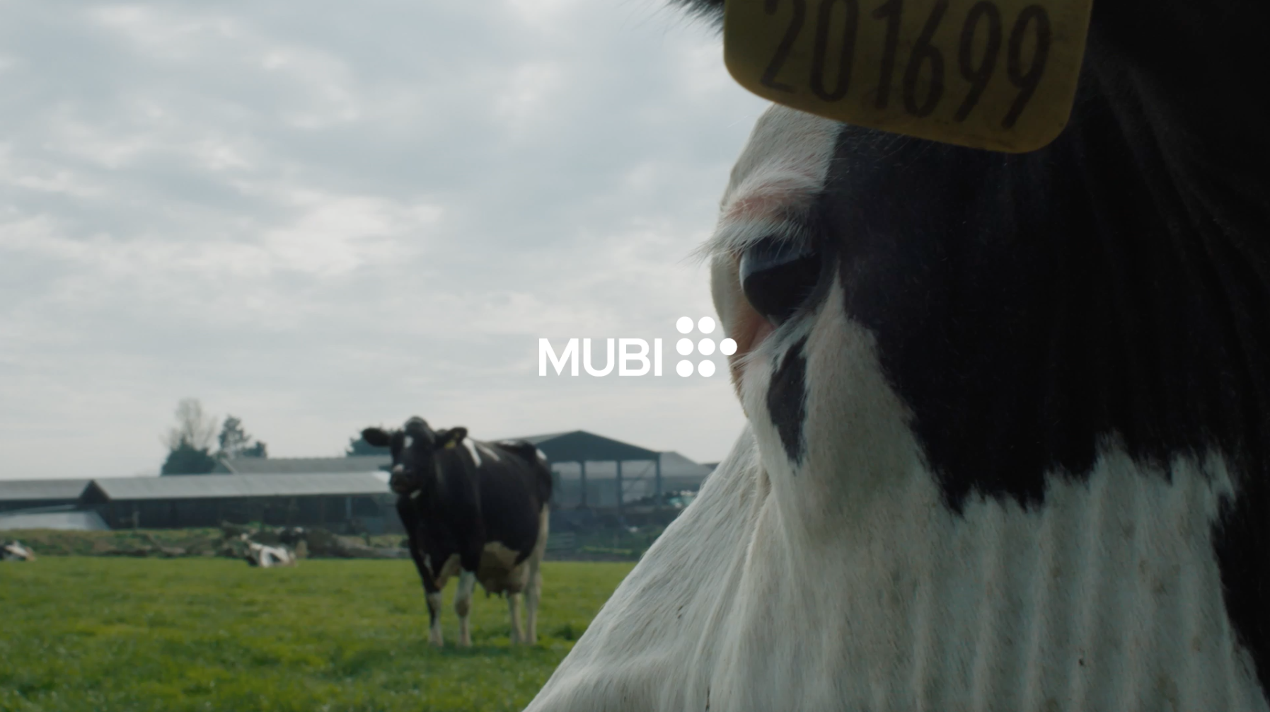 Cow: il primo documentario dell'acclamata regista Andrea Arnold in esclusiva solo su MUBI dal 22 febbraio 2022