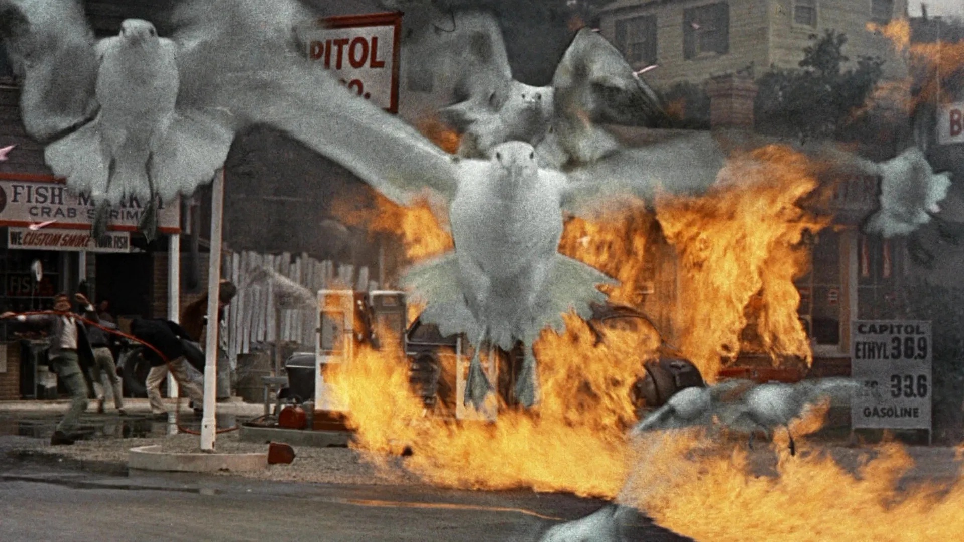 Prima de Gli uccelli di Alfred Hitchcock c'erano Gli uccelli di Frank Baker